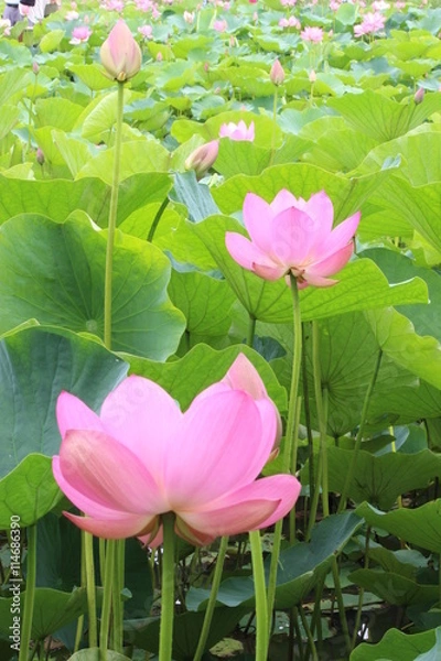 Fototapeta 蓮の花