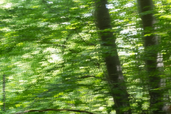 Obraz Abstract enchanted forest