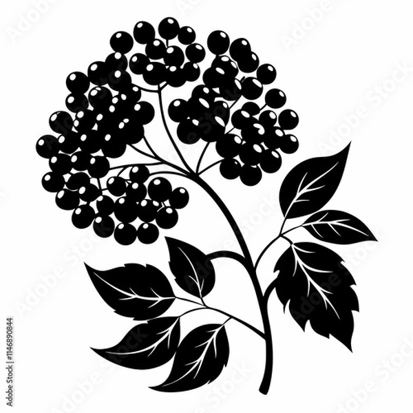 Fototapeta Elderberry Art vector