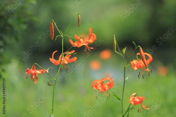 Obraz 湿原に咲いたユリ