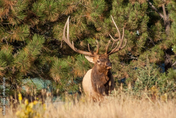 Fototapeta Bull Elk During the Rut in Colorado in Autumn