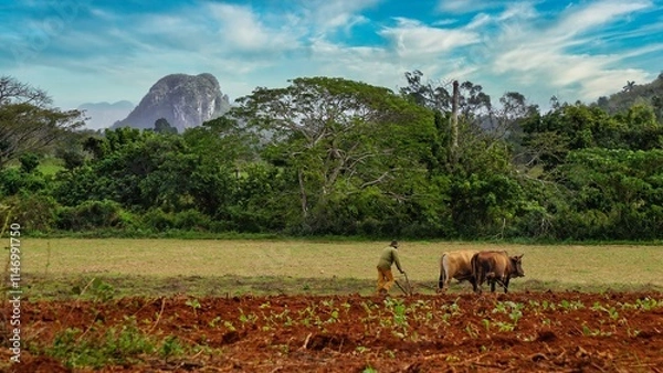 Fototapeta beautiful surroundings of Vinales, Cuba  view of the tobacco fields The beautiful surroundings of Viñales on a cub with a farmer in the field