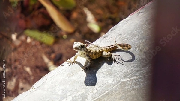 Obraz lizard sits on rocks in sunlight