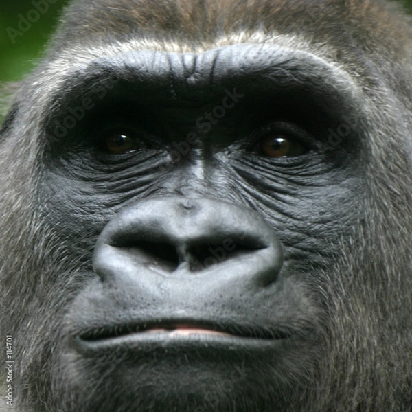 Obraz gorilla