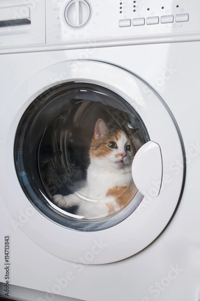 Fototapeta кот в стиральной машине