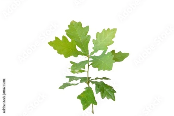 Fototapeta piccola quercia