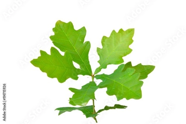 Obraz piccola quercia