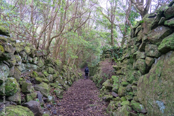 Fototapeta Pedestrian access path to the well of ribeira do ferreiro on the island of flowers of the archipelago of the Azores