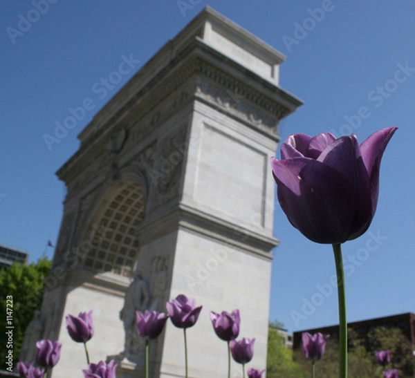 Fototapeta violet flower with washington square park in backg
