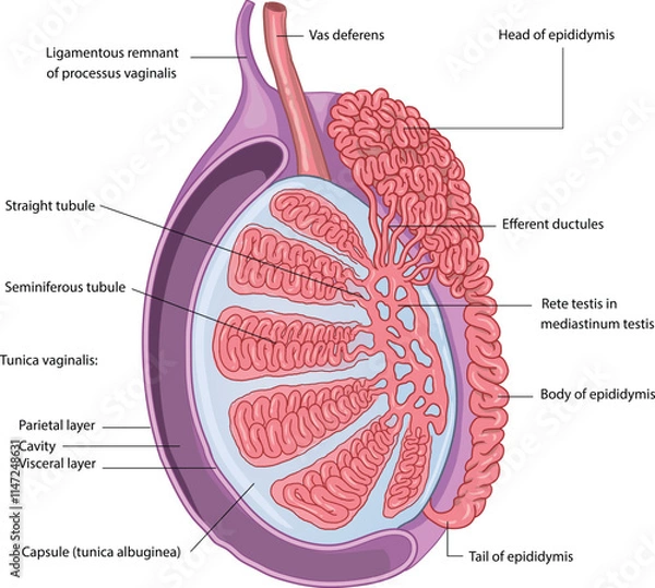 Fototapeta illustration of testis anatomy diagram