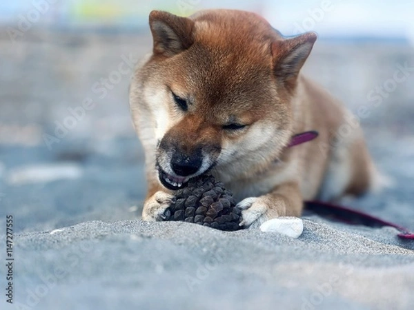 Fototapeta Adorable red Shiba Inu dog peacefully sleeping on a cozy bed in a bright, stylish bedroom. High-quality, pet-friendly image perfect for home decor or lifestyle projects. Copy space