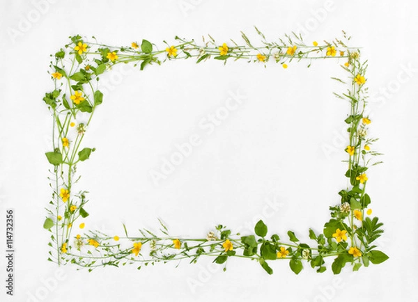 Obraz Beautiful frame of meadow flower on white background