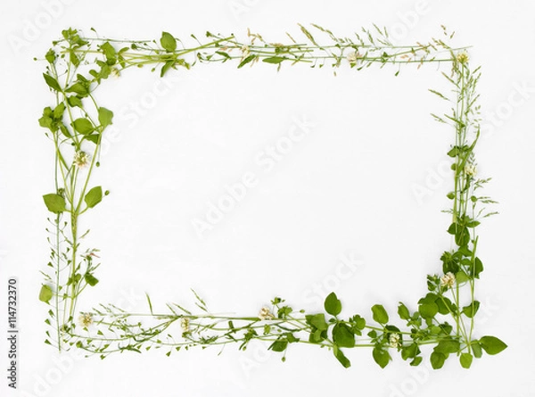 Obraz Beautiful frame of meadow flower on white background