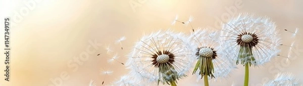 Fototapeta Three dandelions in a soft light, their fluffy seeds drifting away, embodying the beauty of nature and the fleeting moments of life.
