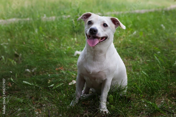 Fototapeta  Джек рассел терьер на прогулке 