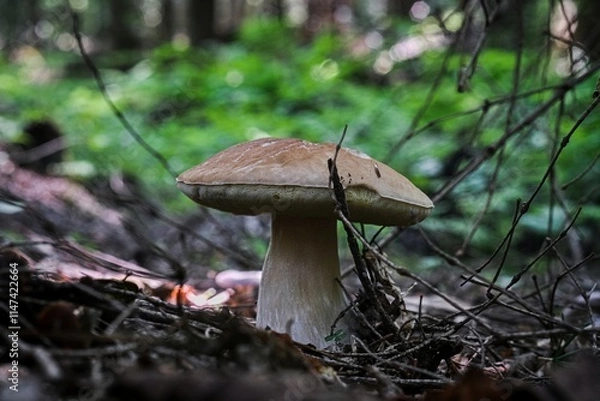 Obraz boletus edulis