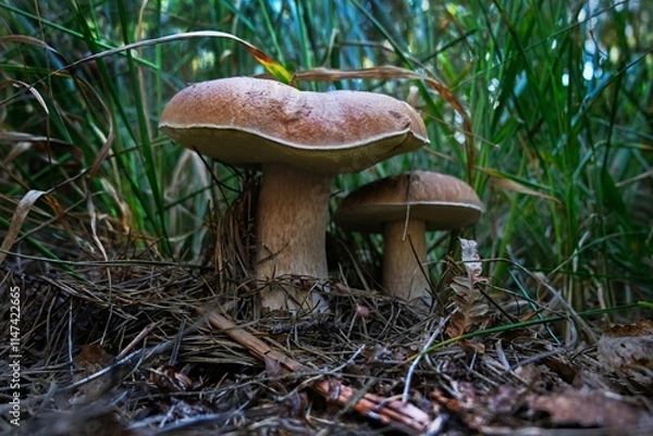 Obraz boletus edulis