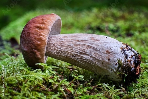 Obraz boletus edulis