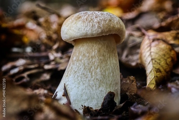 Obraz boletus edulis
