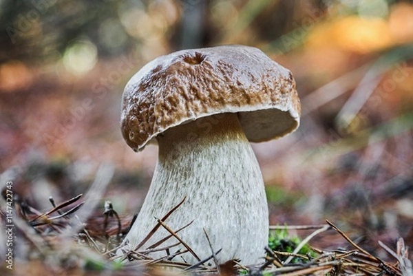 Obraz boletus edulis