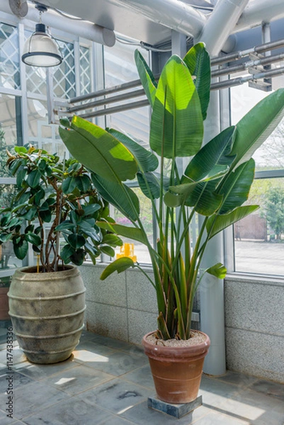 Fototapeta Large potted plants with green leaves in a well-lit modern greenhouse in Gyeongju, South Korea.