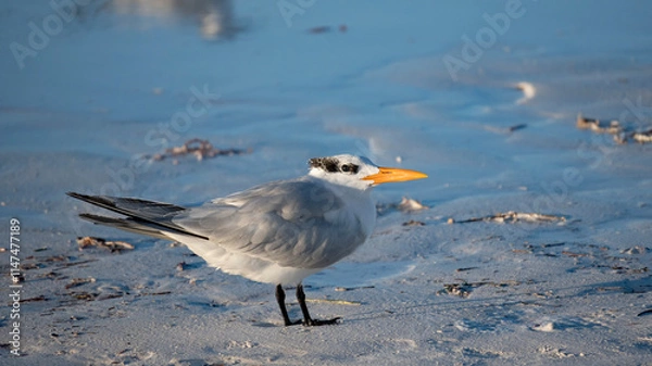 Obraz Sterna Maxima on the shore.