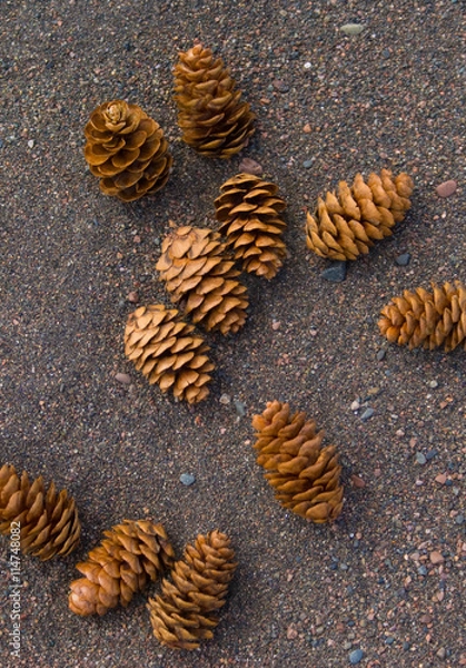 Obraz Pine cones on beach along Lake Superior