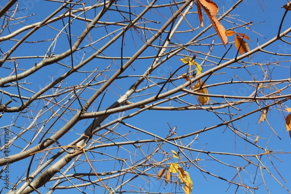 Fototapeta Image of a tree with fallen leaves in an apartment building near the Daecheongcheon Stream walking trail
