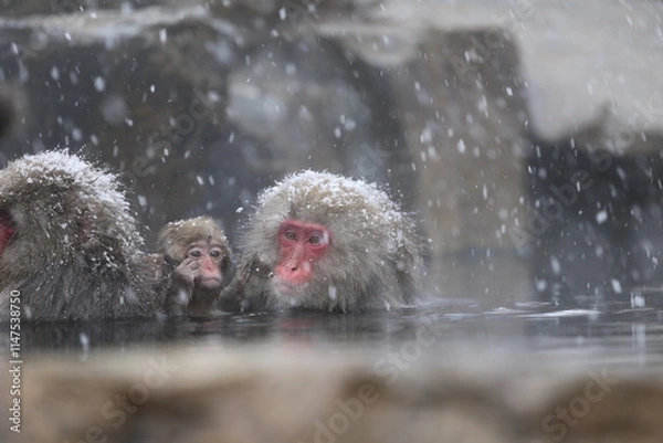 Fototapeta Japan monkey bathing in a snowy hot spring