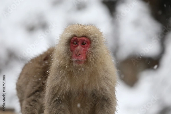 Obraz Japan monkey bathing in a snowy hot spring