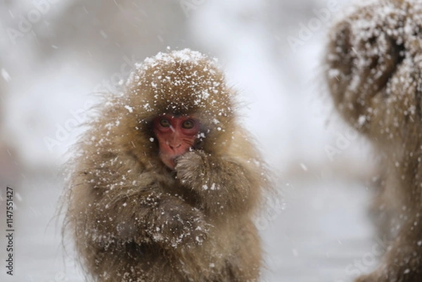 Obraz Japan monkey bathing in a snowy hot spring