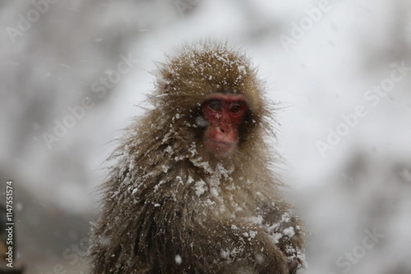 Obraz Japan monkey bathing in a snowy hot spring
