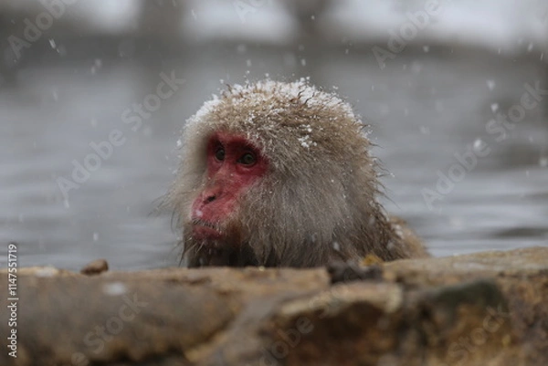 Obraz Japan monkey bathing in a snowy hot spring
