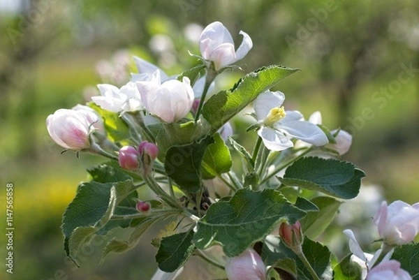Obraz Kwitnienie jabłoni