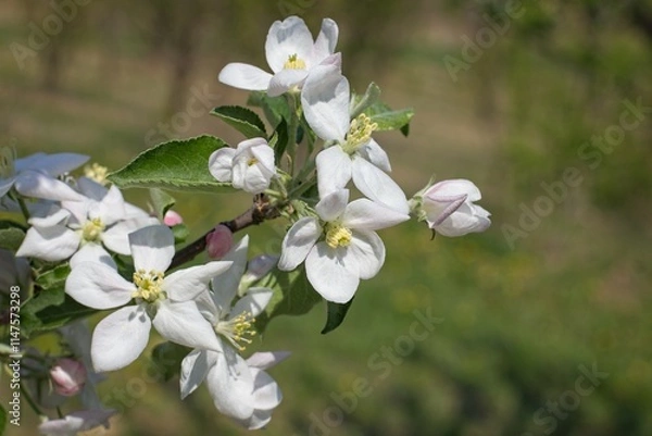 Obraz Jabłoń kwitnąca