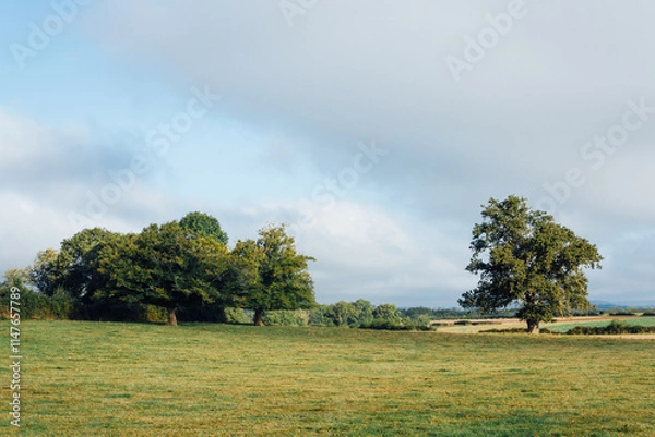 Fototapeta Pré dans la campagne européenne. Arbre dans un pré. Champs d'herbe. Lumière matinale sur un espace agricole. Ruralité France. 