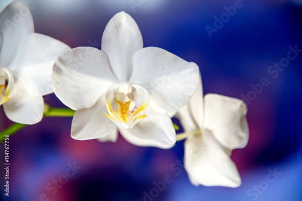Obraz White orchids against blue background