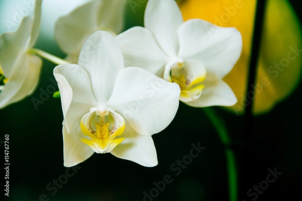 Obraz Vintage white orchids