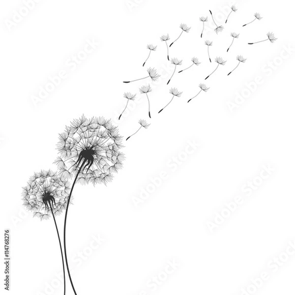 Obraz Dandeliony