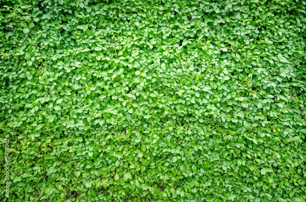 Obraz Green leaf fresh nature background