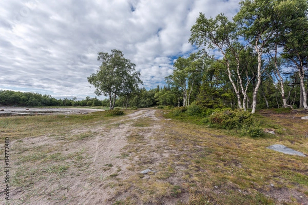 Obraz path in the forest