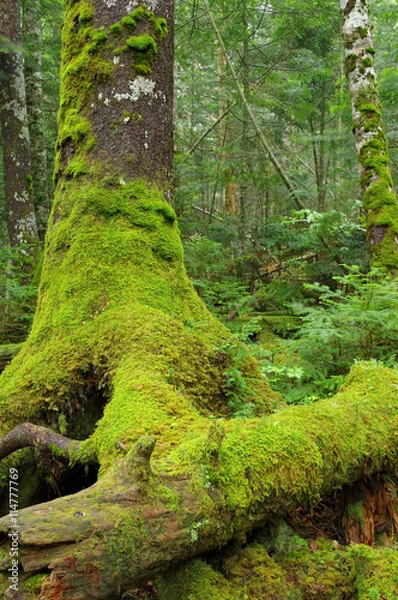 Fototapeta 苔の森