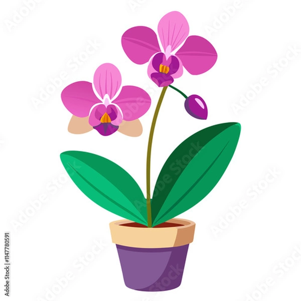Fototapeta Beautiful potted orchid with vibrant pink flowers displayed against a simple white background