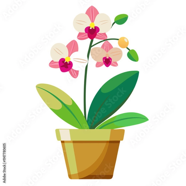 Fototapeta Beautiful potted orchid displaying delicate flowers against a clean white background in a bright environment