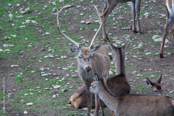 Obraz deer in the woods