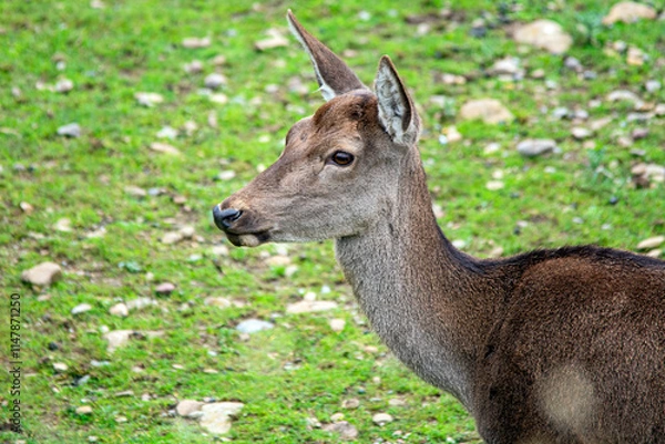 Obraz deer in the grass