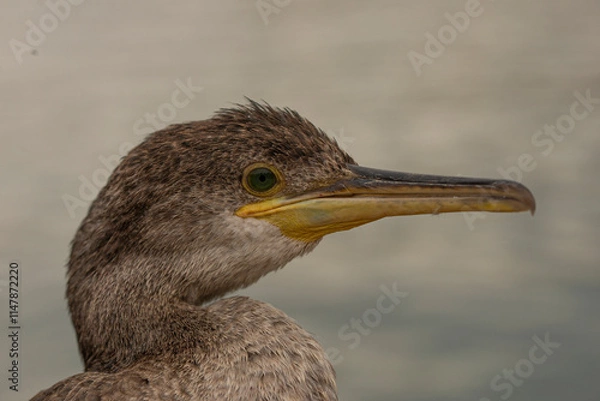Obraz great blue heron