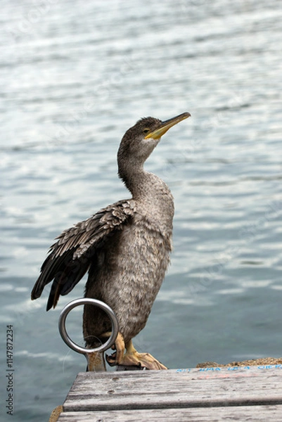 Obraz blue heron on the pier