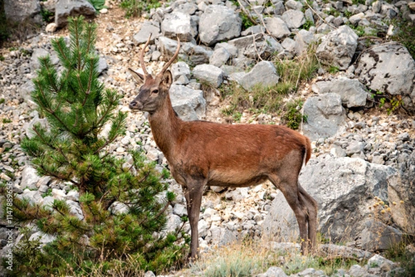 Fototapeta A beautiful specimen of deer in the wild