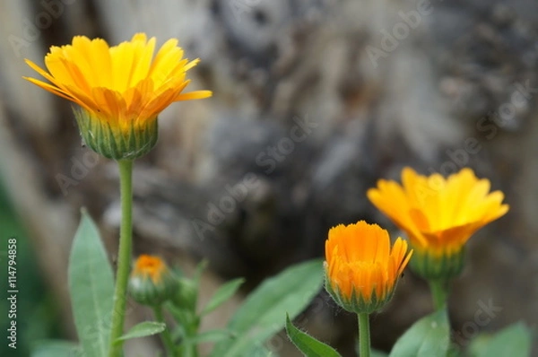 Fototapeta "Нежные цветы календулы"!